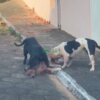 PITBULLS ESCAPAM DE RESIDÊNCIA NO BAIRRO NOVA GIMIRIM E MATAM CACHORRO DE RUA